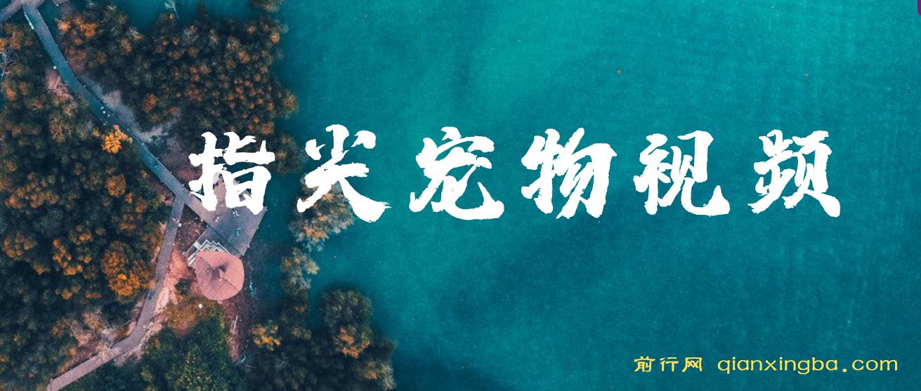 指尖宠物视频，1条视频涨粉1700，单日变现5000+ 图片